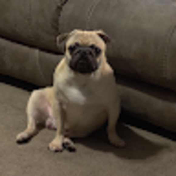 Meet your Posher, Traci - Picture 1 of 1
